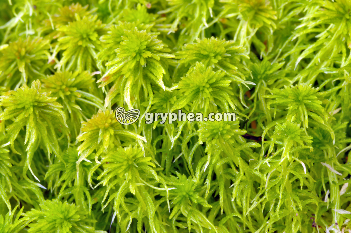 Sphaignes - gryphea.org